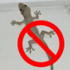 🦎5 Easy Ways to Keep Lizards Out of Your Home This Summer🏠