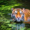 🐅🇮🇳 Top 10 Tiger Reserves in India for Wild & Unforgettable Sightings! 🌿📸