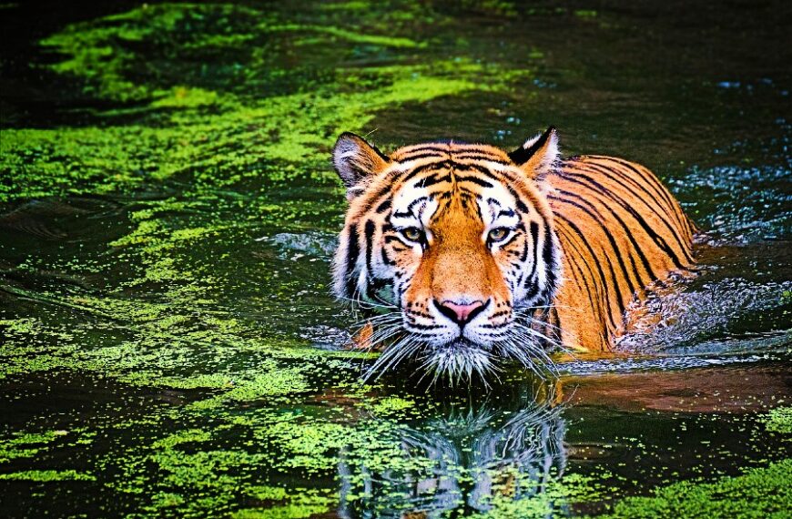 🐅🇮🇳 Top 10 Tiger Reserves in India for Wild & Unforgettable Sightings! 🌿📸