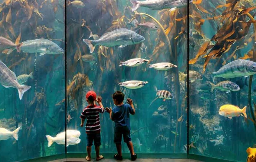 🐠✨Marine Magic: 5 Aquariums in South India That Will Blow Your Mind 🌊🐟