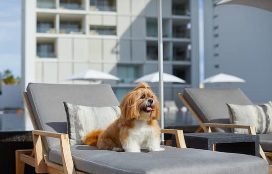 Paws & Paradise: Goa Resorts Where Your Dog Stays Like Royalty 🐶👑