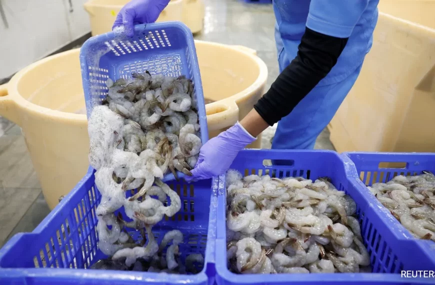 🦐 Shrimp Farmers in Crisis as U.S. Tariffs Bite