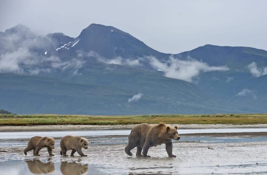 🌍 5 National Parks That Are Bigger Than Entire Countries