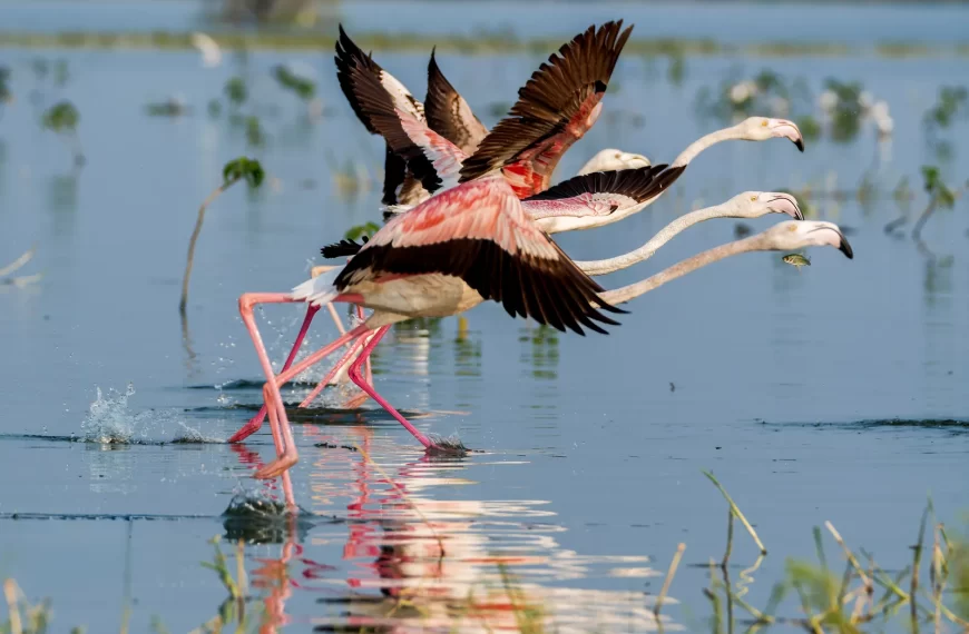 Winter Wonders: 10 Breathtaking Birdwatching Spots in India to See Flamingos, Cranes & More! 🦩🇮🇳