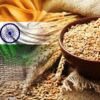 Technology Adoption and Improved Seed Varieties Boost India’s Wheat & Rice Production